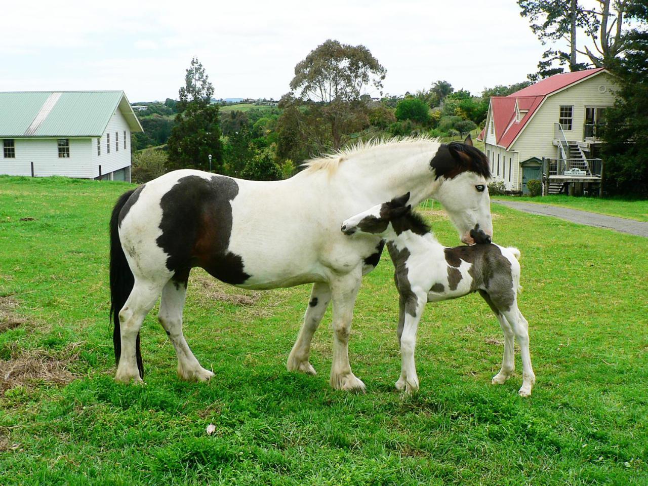 The Carriage House-Bay Of Islands Villa Kerikeri Luaran gambar